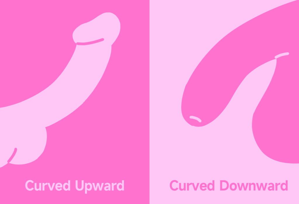 Curious About the Different Kinds and Shapes of Penises? Here’s What Variety Looks Like 3 curved upward